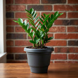 Plastic Flower Pot Planter Set – Ideal for Indoor & Outdoor Gardens